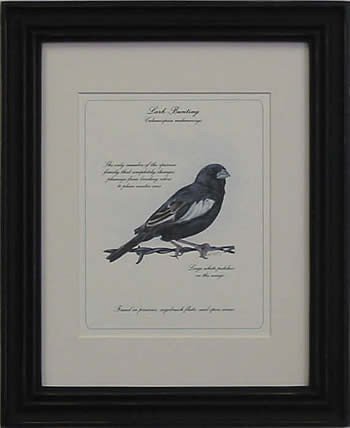 Lark Bunting