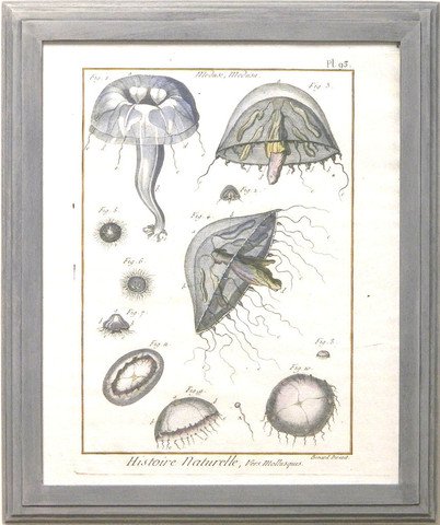 Jellyfish I