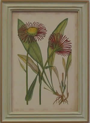 Curtis Blooms Red IV - Pussywillow Frame