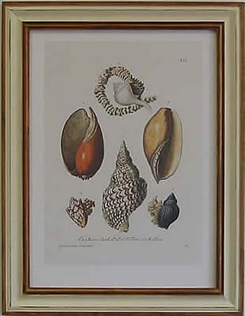 Shells I Pecan Frame