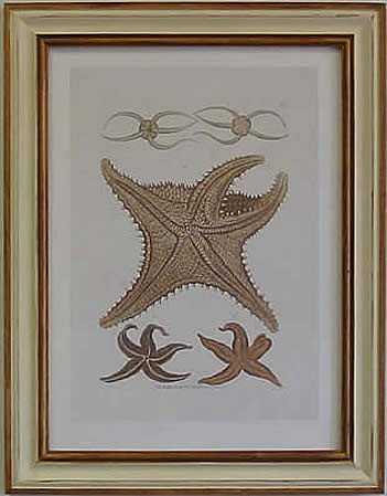 Starfish II Pecan Frame