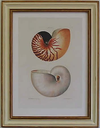 Nautilus I Pecan Frame