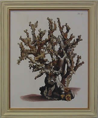 Antique Coral II