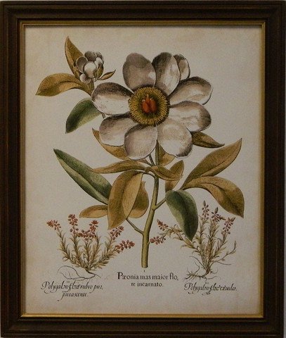 Ivory Peonies I