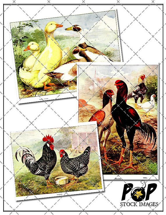 Chickens - Roosters - Hens - Ducks Digital Image Collection - Feathered Friends