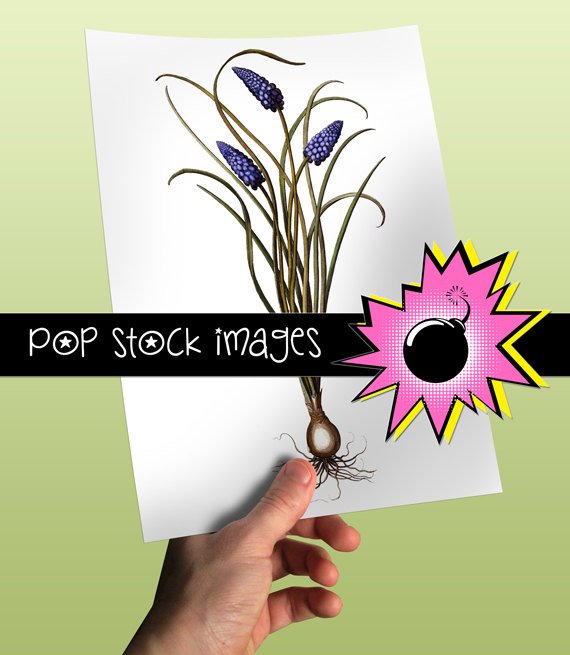 Purple Hyacinth Bulb Digital Graphic Printable - vintage print