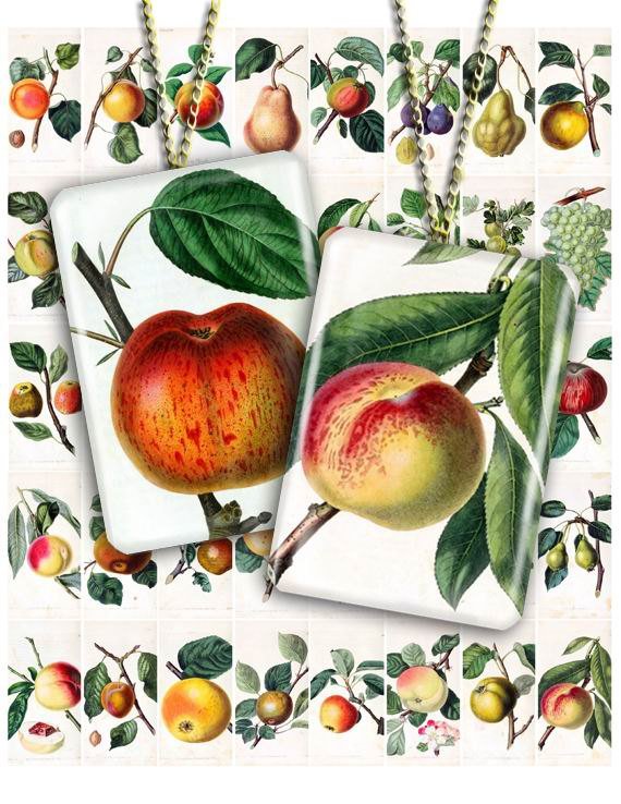 3 Collages FRUITS 01-03-04 vintage print