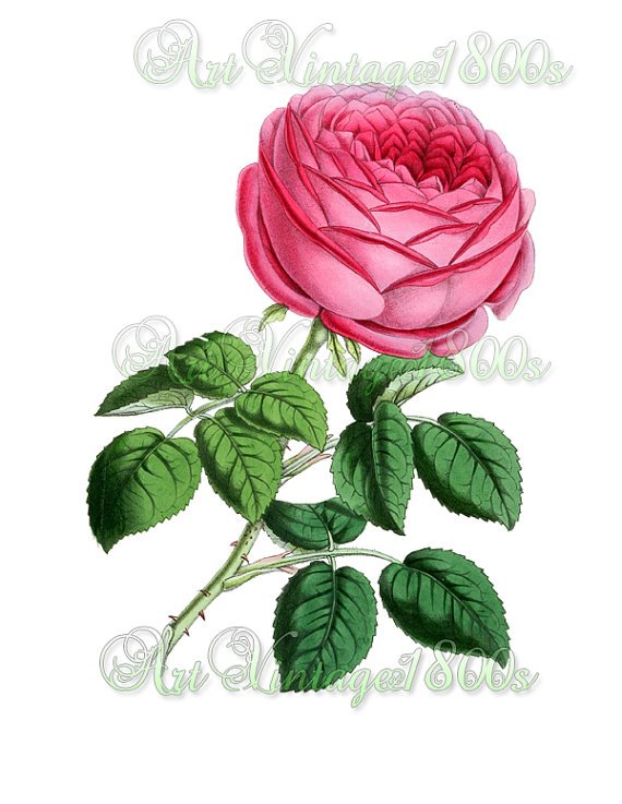 BEAUTIFUL FLOWER-005 Rose vintage print