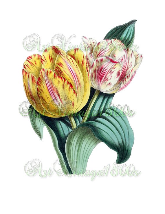BEAUTIFUL FLOWER-007 Tulips vintage print
