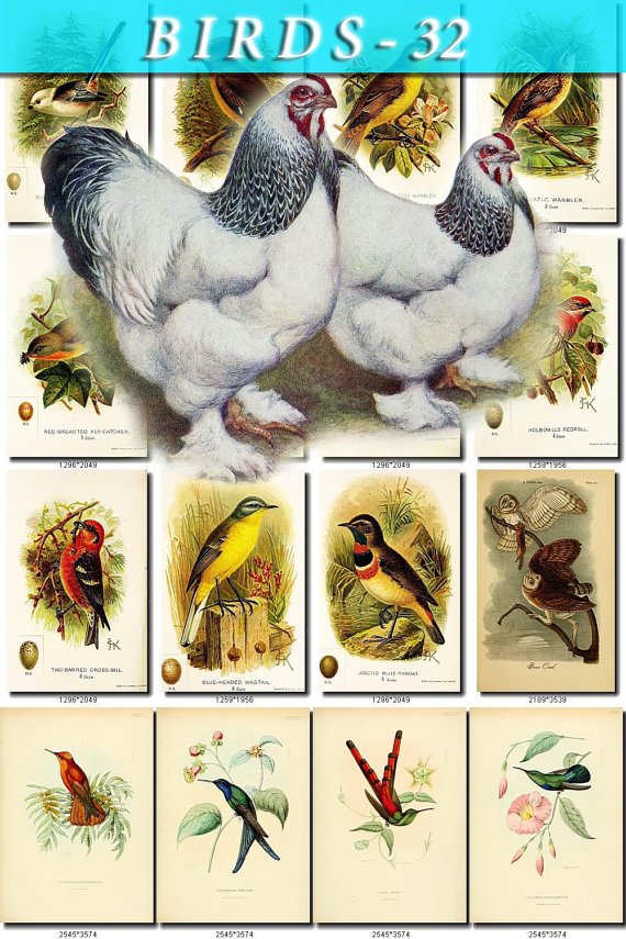 BIRDS-32 273 vintage print