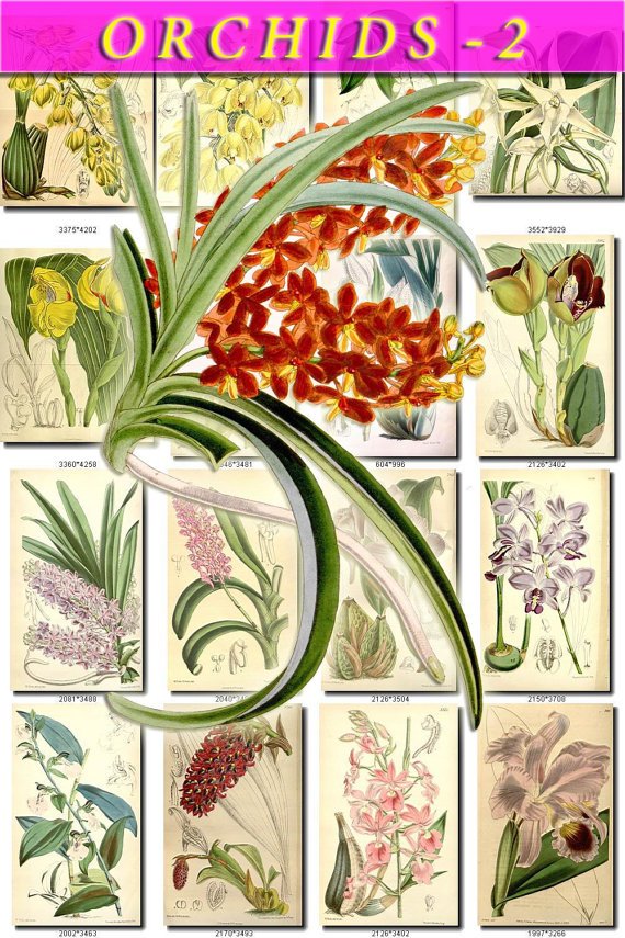 ORCHIDS-2 flowers 207 vintage print