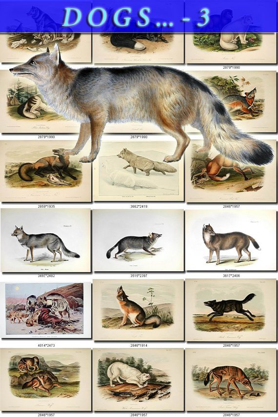 DOGS WOLVES FOXES-3 59 vintage print