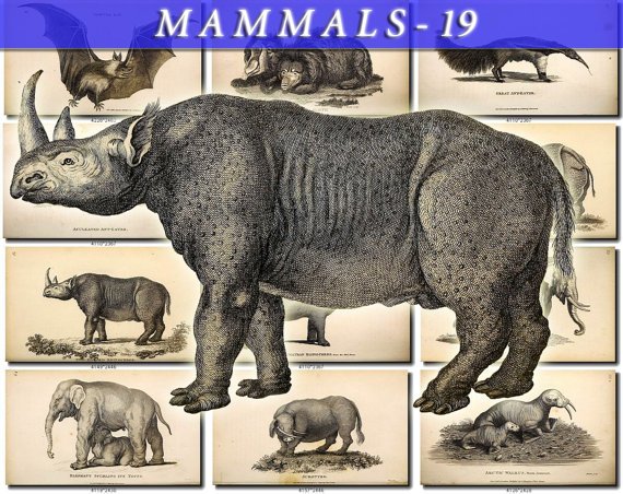 MAMMALS-19-bw 89 black-, -white vintage print