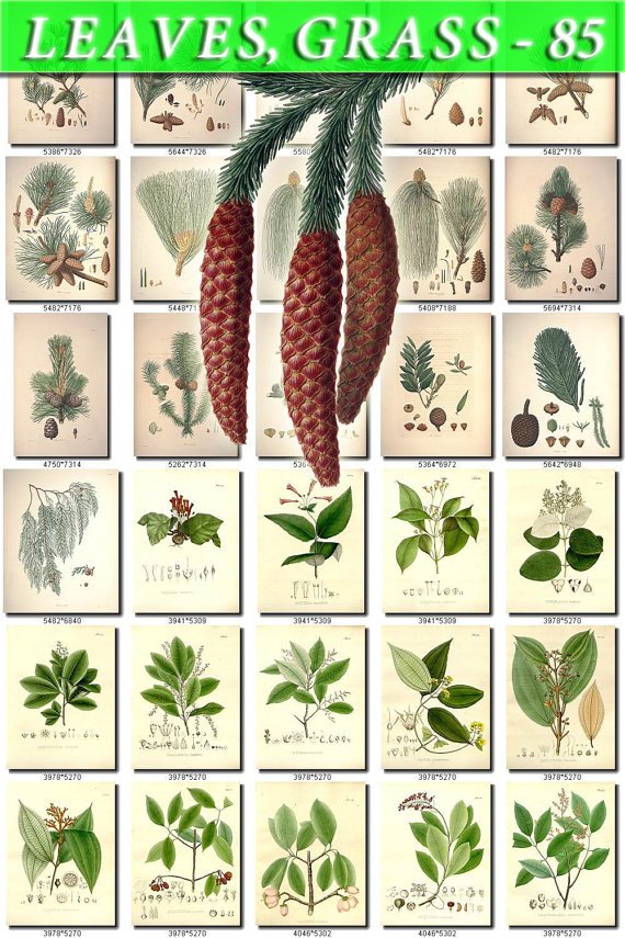 LEAVES GRASS-85 258 vintage print