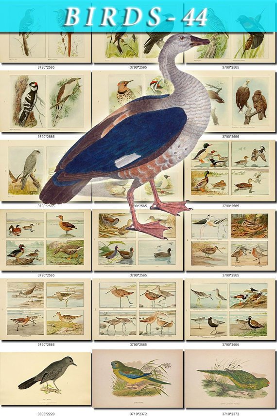 BIRDS-44 204 vintage print