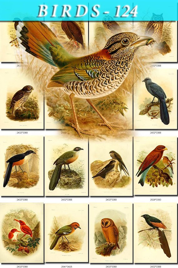 BIRDS-124 55 Sooty Falcon Madagascar Sparrowhawk Parrot Buzzard vintage print