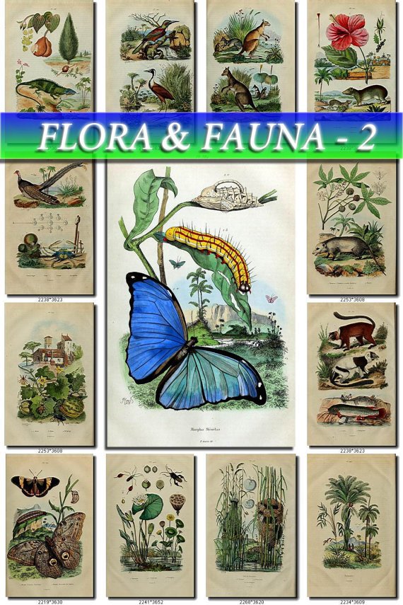 FLORA , FAUNA-2 187 vintage print