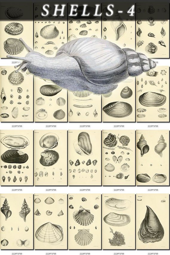 SHELLS-4-bw 224 vintage print