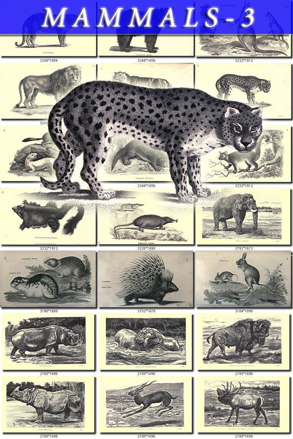 MAMMALS-3-bw 240 black-, -white vintage print