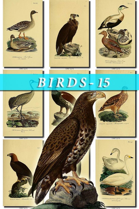 BIRDS-15 337 vintage print