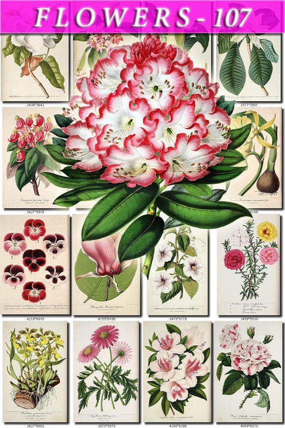 FLOWERS-107 252 vintage print