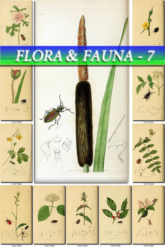 FLORA , FAUNA-7 198 vintage print