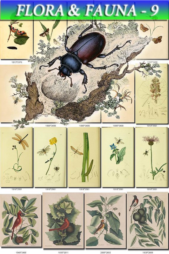 FLORA , FAUNA-9 251 vintage print
