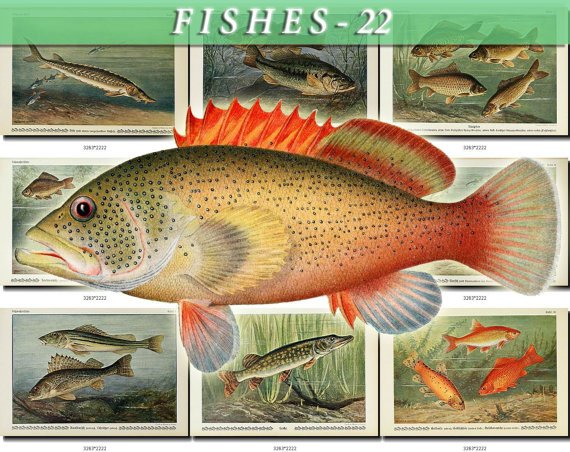 FISHES-22-b3 273 vintage print