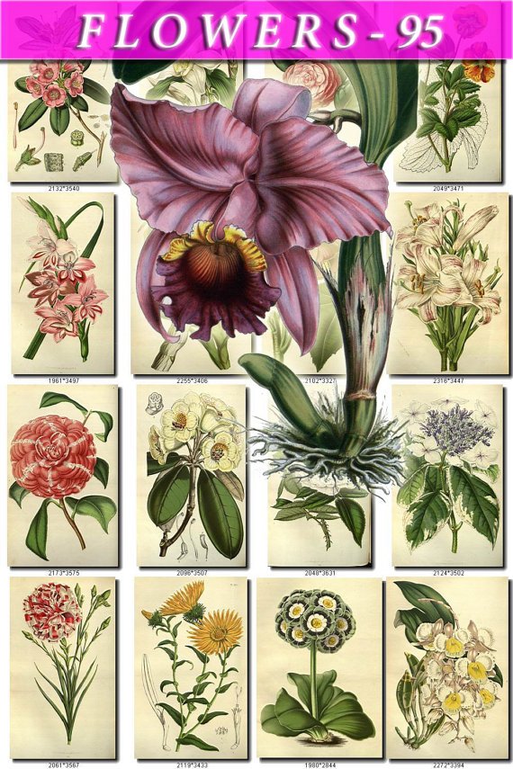 FLOWERS-95 248 vintage print