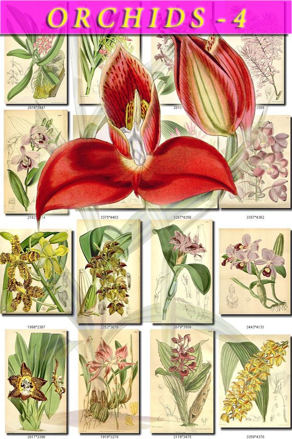 ORCHIDS-4 flowers 224 vintage print
