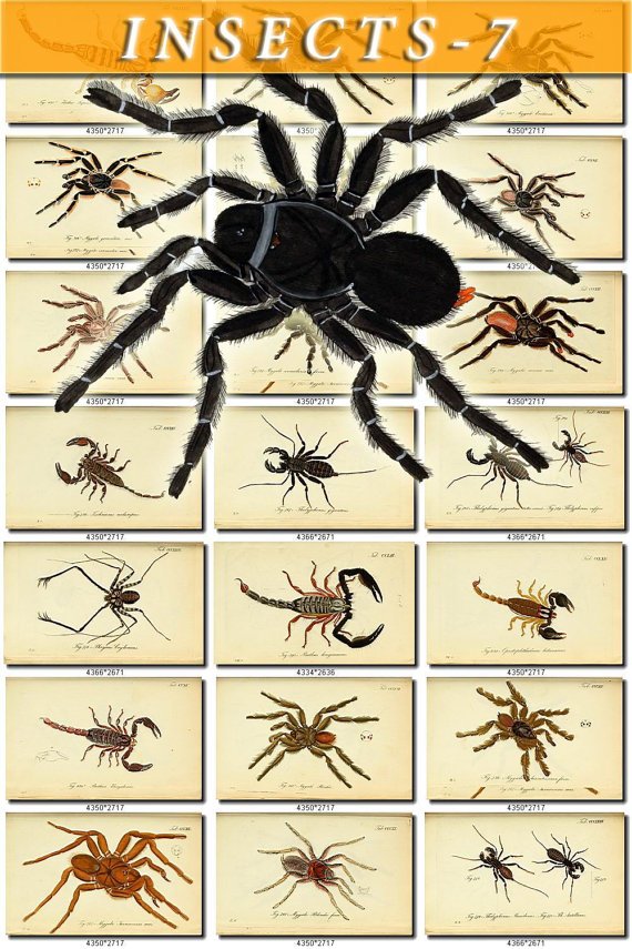 INSECTS-7 311 vintage print