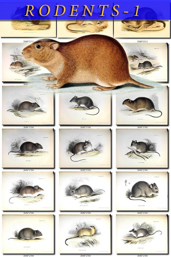 RODENTS-1 53 vintage print