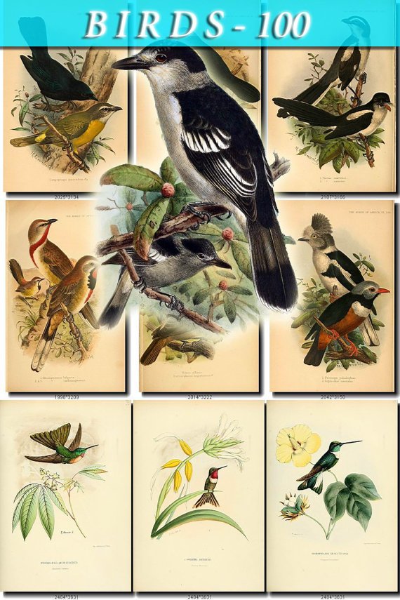 BIRDS-100 125 vintage print