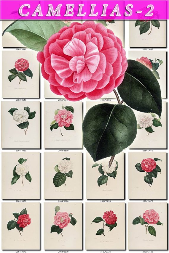 CAMELLIAS-2 flowers 100 vintage print