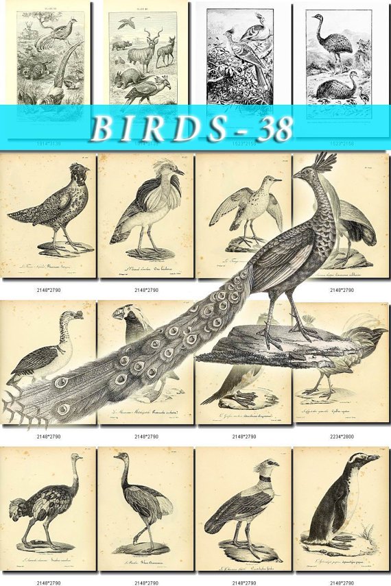 BIRDS-38-bw 250 black-, -white vintage print