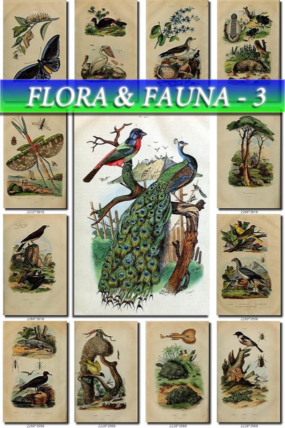 FLORA , FAUNA-3 227 vintage print