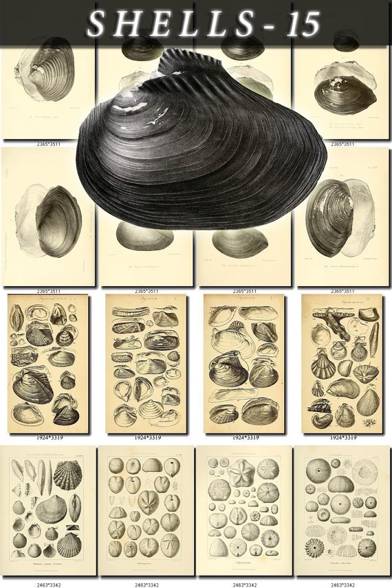 SHELLS-15-bw 234 vintage print