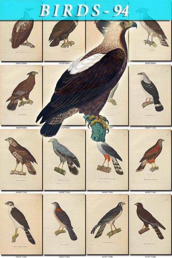 BIRDS-94 130 vintage print