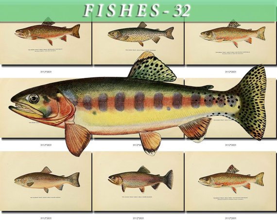 FISHES-32 51 vintage print