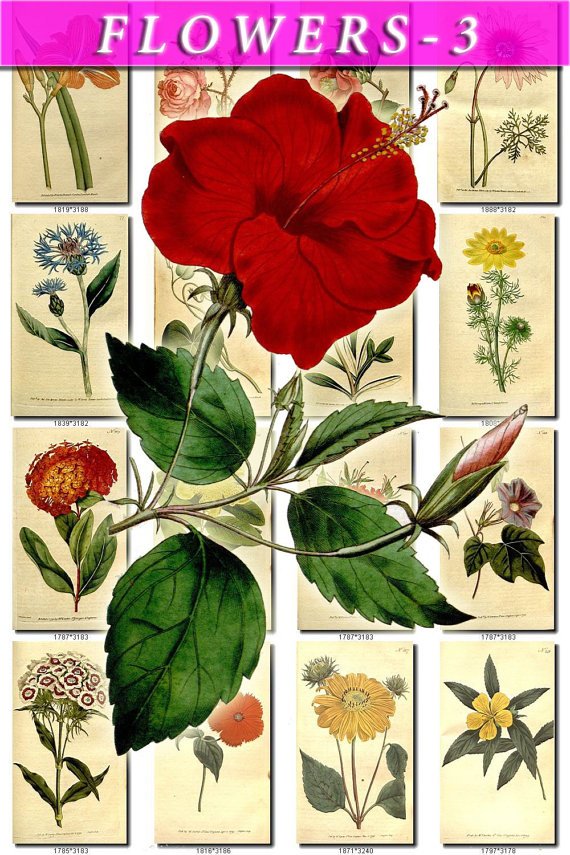 FLOWERS-3 287 vintage print