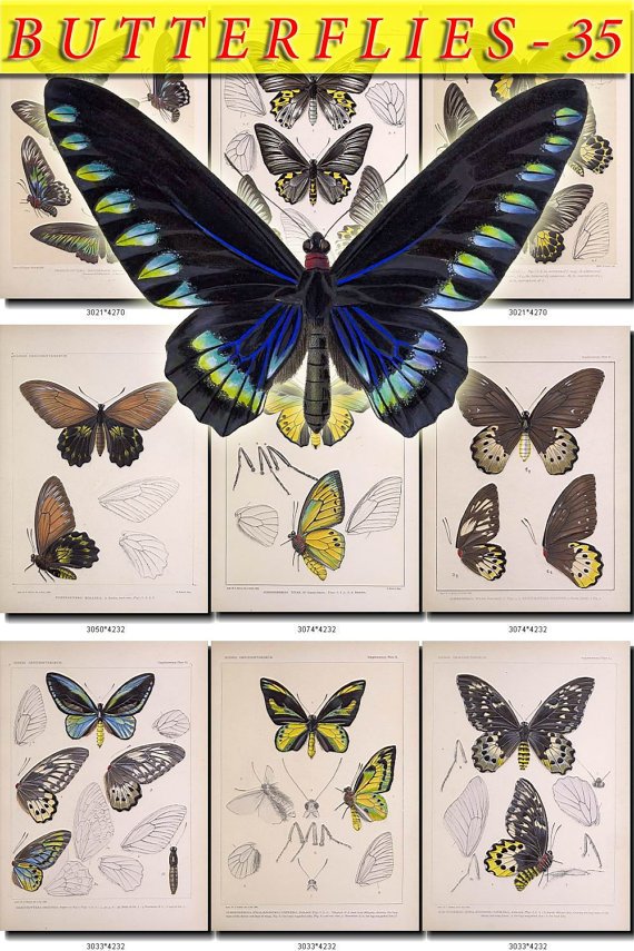 BUTTERFLIES-35 76 vintage print