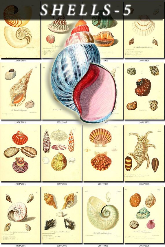 SHELLS-5 292 vintage print