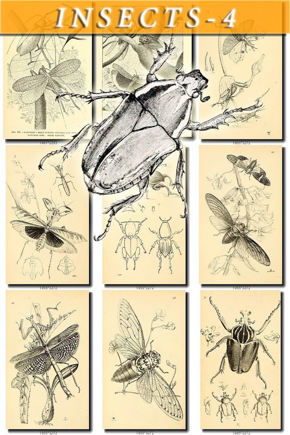 INSECTS-4-bw 237 black-, -white vintage print