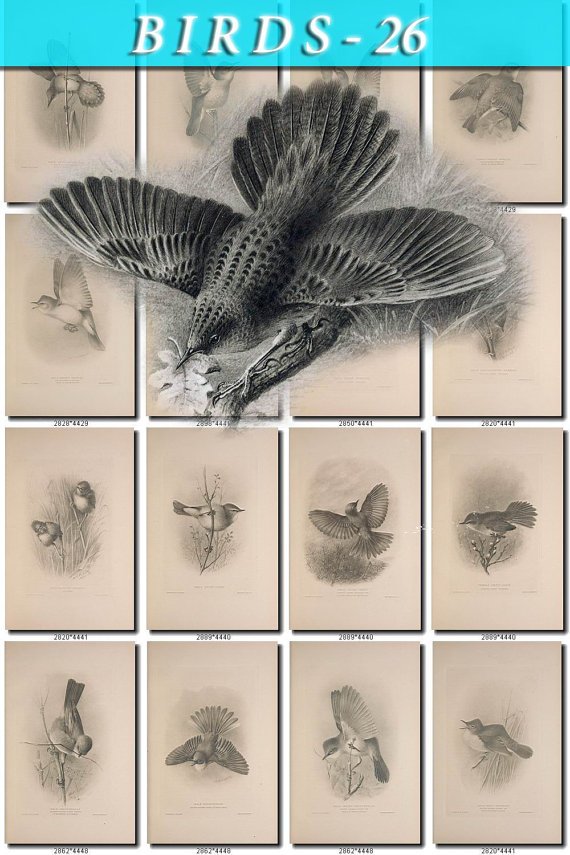 BIRDS-26-bw 229 black-, -white vintage print