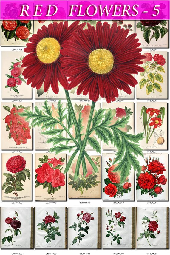 RED-5 FLOWERS 225 vintage print