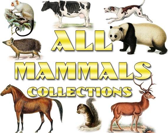 MAMMALS Collections 1-40 with 5900 vintage print