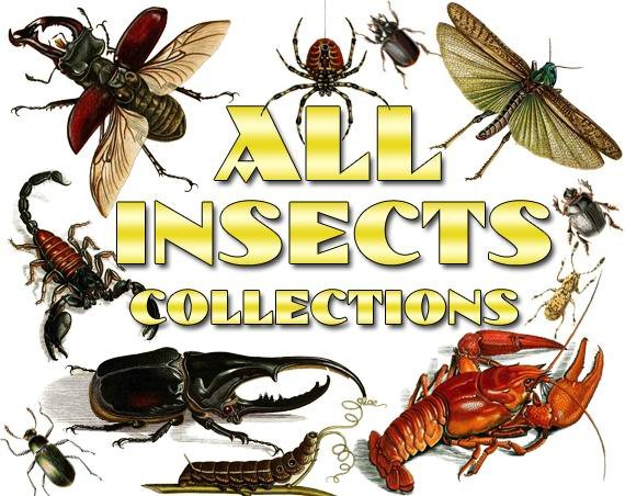 INSECTS Collections 1-54 with 9700 vintage print