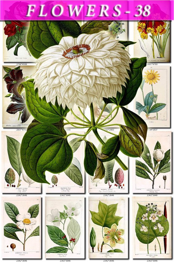 FLOWERS-38 66 vintage print