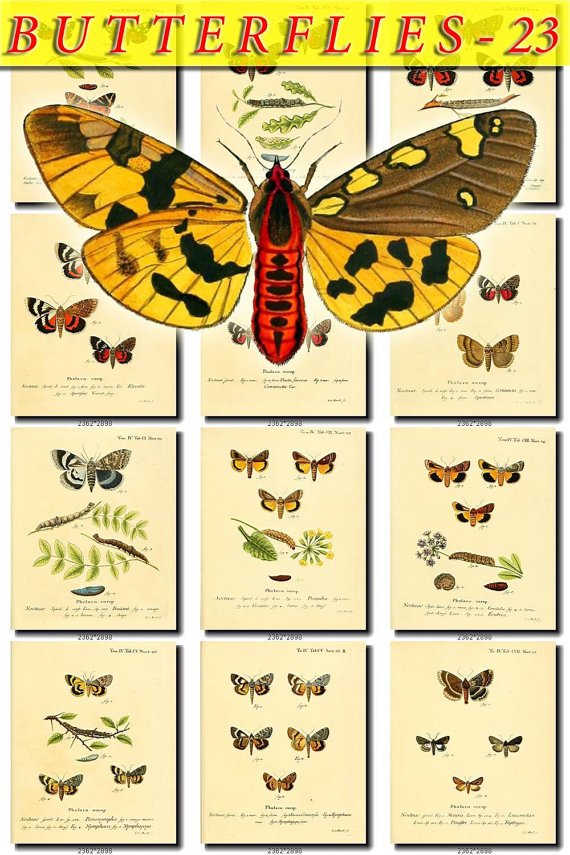BUTTERFLIES-23 70 vintage print