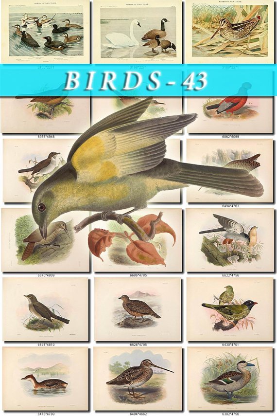 BIRDS-43 188 vintage print